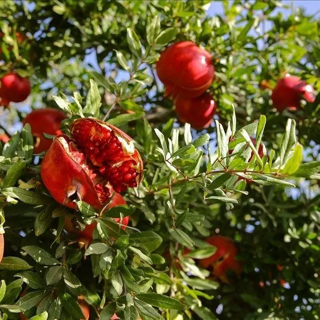 Gribin ilacı nar