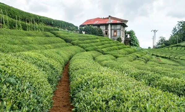 caykur-isci-alimi-basvurusu-basladi-rize-trabzon-artvin-2021-caykur-isci-alimi-basvuru-sartlari-nelerdir-1616397515934.jpg Çaykur işçi alımı başvurusu başladı! Rize, Trabzon, Artvin 2021 Çaykur işçi alımı başvuru şartları nelerdir?-5