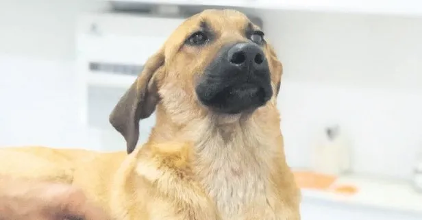 ABD’li bir aile yavru köpek Kasım’a sahip çıktı