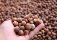 Fındık fiyatları haftaya 25 liradan başladı