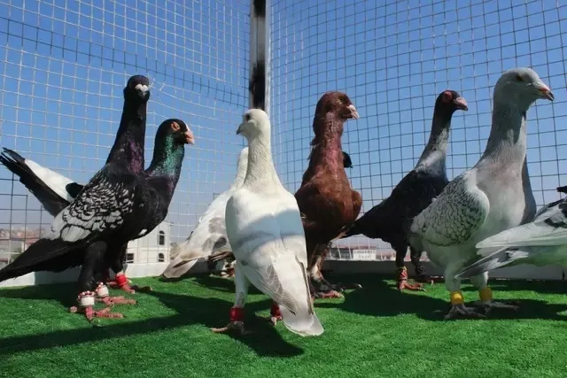 13 senelik memurluğu bıraktı bu işi yapmaya başladı! 5.000 TL'den başlıyor, 750.000 TL'ye kadar satıyor-3