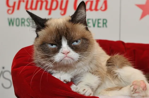 Sosyal medya fenomeni Grumpy Cat hayatını kaybetti