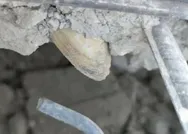 Hatayda yıkılan binaların deniz kumu harcıyla yapıldığı ortaya çıktı! Sosyal medyada tepkiler çığ gibi büyüdü