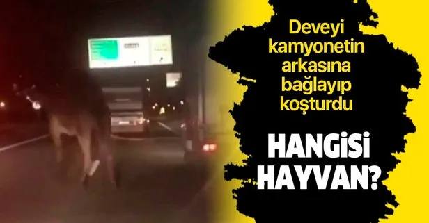 Bursa’da deveyi kamyonete bağlayıp trafikte sürüklediler!