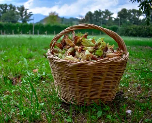 Başkan Erdoğandan fındık üreticilerine müjde! 2019 Fındık taban fiyatları ne kadar, kaç TL oldu?