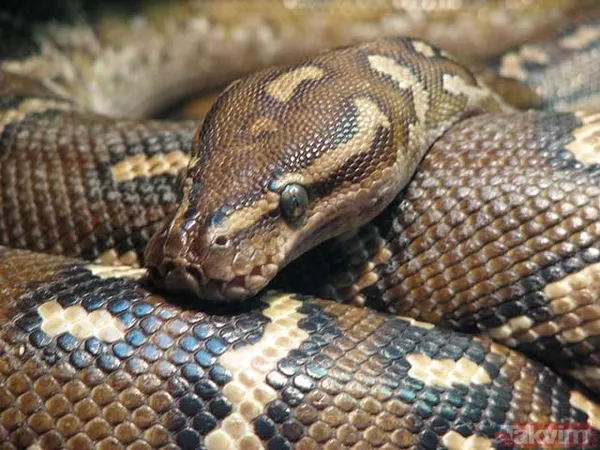 Rüyada piton yılanı görmek ne anlama gelir? Rüyada piton yılanı görmek neye işarettir? Rüyada piton yılanı görmenin anlamı, yorumu... - 5