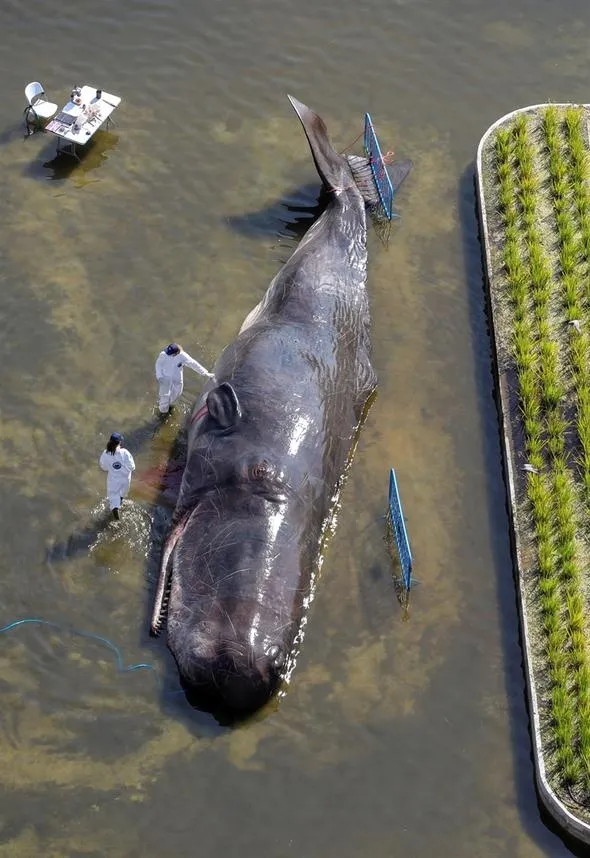 Madrid'de nehir kıyısında İspermeçet balinası görenleri şaşırttı - 7