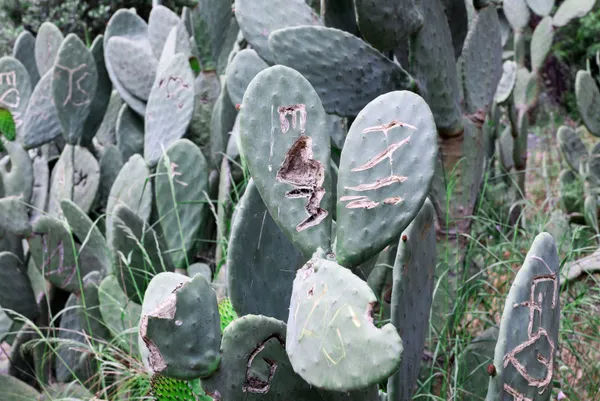 kafaya-bak-asklari-olumsuz-olsun-diye-antalya-olimpos-antik-kentinde-opuntia-turu-kaktuslere-isimlerini-yazip-1651906824463.jpg Kafaya bak! Aşkları ölümsüz olsun diye Antalya Olimpos Antik Kenti'nde Opuntia türü kaktüslere isimlerini yazıp şekil çizdiler-8