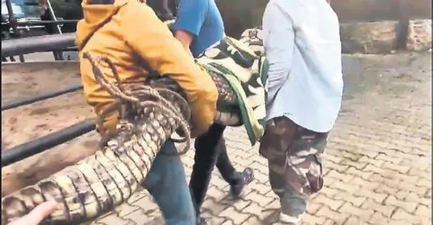 Çerkes Cengiz'in villasına operasyon: Nil timsahı ve anakonda yılanı ele geçirildi