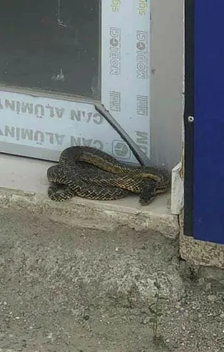 Dükkanının kapısında görünce şoka girdi! Şehrin en işlek caddesini yılanlar bastı