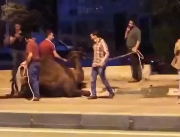bursada-deveyi-kamyonete-baglayip-trafikte-suruklediler-1602711026761.jpeg Bursa'da deveyi kamyonete bağlayıp trafikte sürüklediler!-3