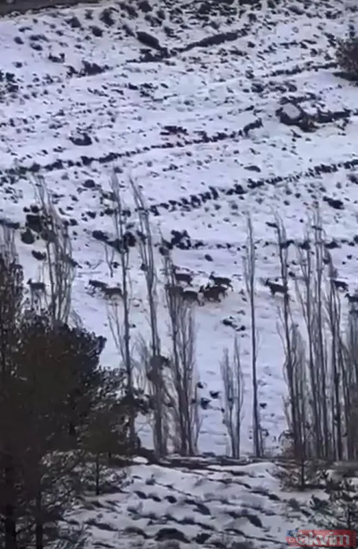 Erzincan'da dağ keçilerini takip eden kurt sürüsü görüntülendi - 2
