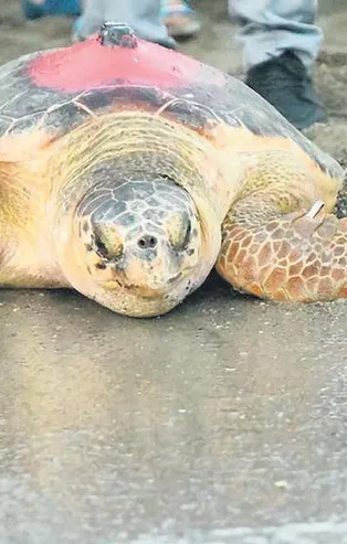 Caretta “Likya” 296 günde 3 bin 84 kilometre yol yaparak Tunus’a ulaştı