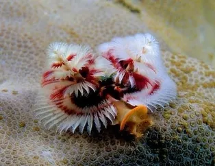 Bu hayvanları daha önce gördünüz mü?