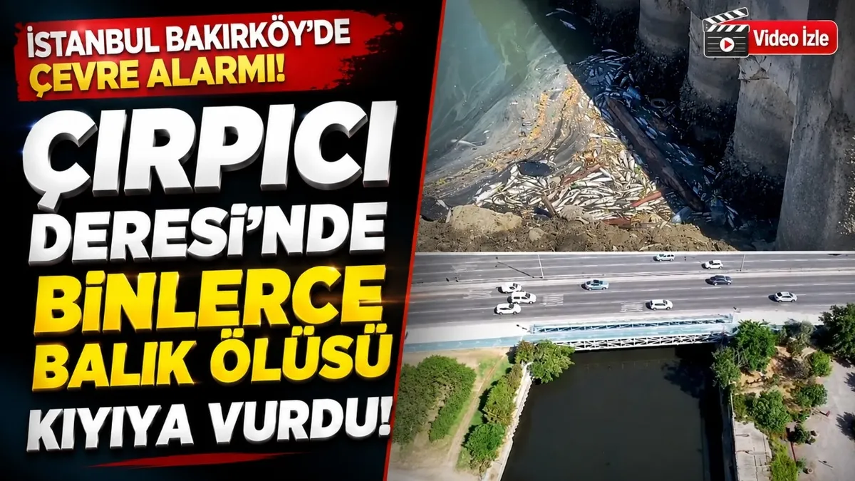 Çırpıcı Deresi'nde balık ölümleri