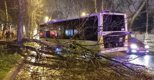 Beşiktaş’ta İETT kazası: Otobüs asırlık çınar ağacına çarptı