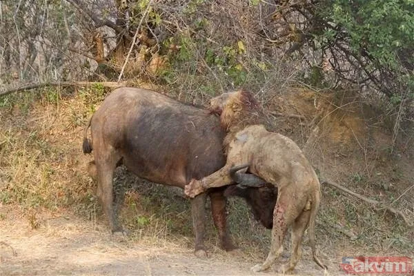 Cesur aslan onlarca sırtlanın arasında girdi! Vahşi doğada şoke eden kare! Sonrasında ise kaçınılmaz ölüm - 49