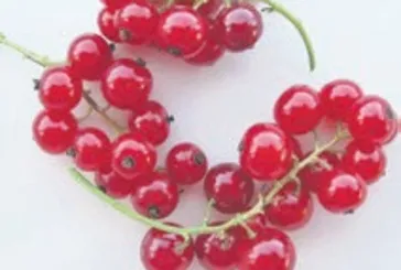 Eklemler için Frenk üzümü