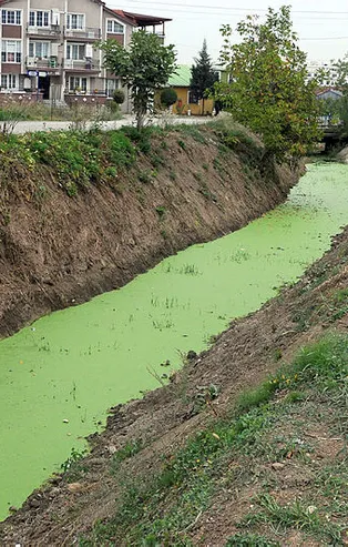 Kocaeli'de endişe yaratan manzara! Derenin rengi yeşile döndü