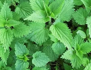 Isırgan otu kelliğin sonu