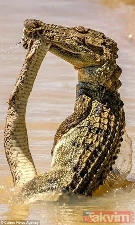 Aslan ve kaplanın (kavgası) karşılaşması hayrete düşürdü! - 27