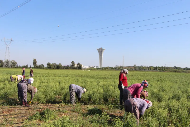 17 yıllık mesleğini bıraktı, servetine servet kattı - 14