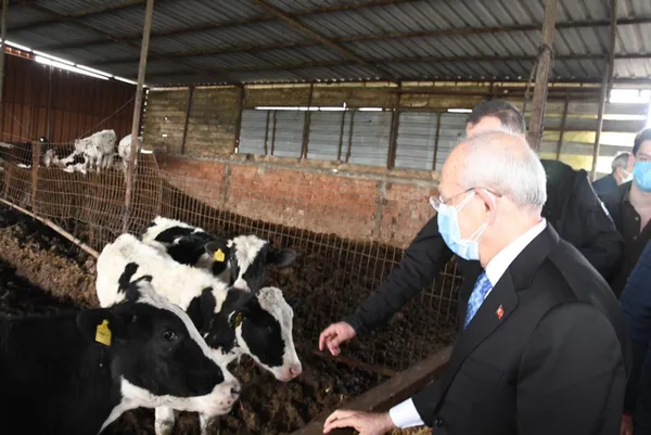 chp-genel-baskani-kemal-kilicdaroglu-tekirdagda-inekleri-sevdi-1616075343144.jpg