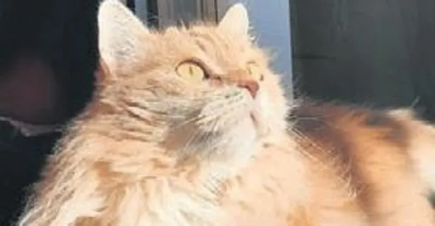 İstanbul’da skandal olay! Hasta kedisini veterinerin öldürdüğünü anlattı