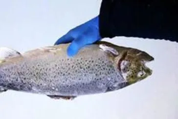 Bu balığı getiren yaşadı: Kaçan somonları bulana ödül verilecek!