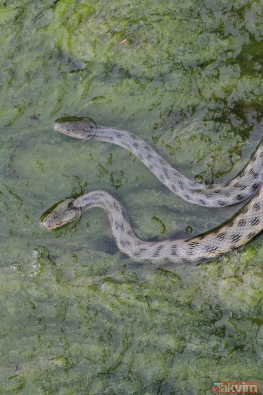 Konya Beyşehir'de vatandaşlar film izler gibi tatlı su yılanlarının akıntıya karşı mücadelelerini izliyor - 10