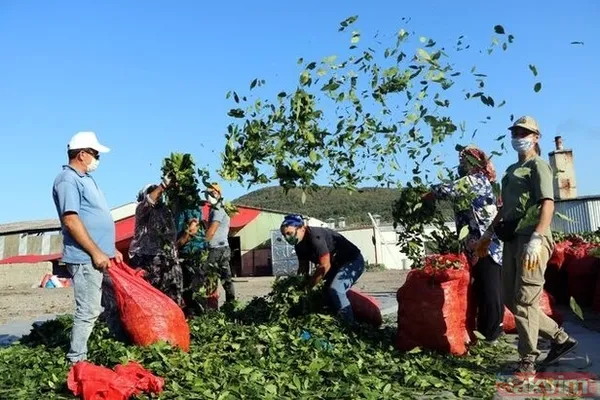 Ülkemizde oldukça bol var.. Ayda 6000 TL kazanıyorlar! Paraya para demiyorlar! Sizde toplayıp kazanabilirsiniz! - 2