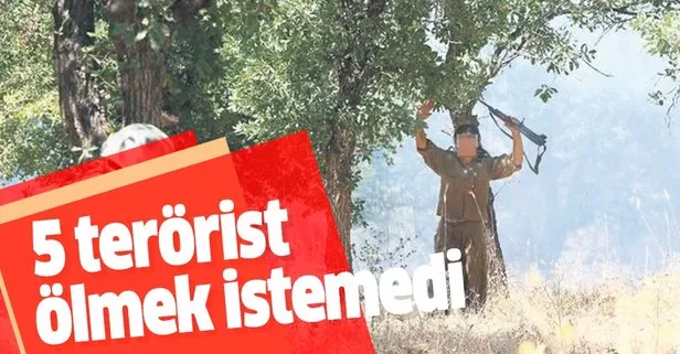Son dakika: 5 PKK’lı terörist, askerimize teslim oldu