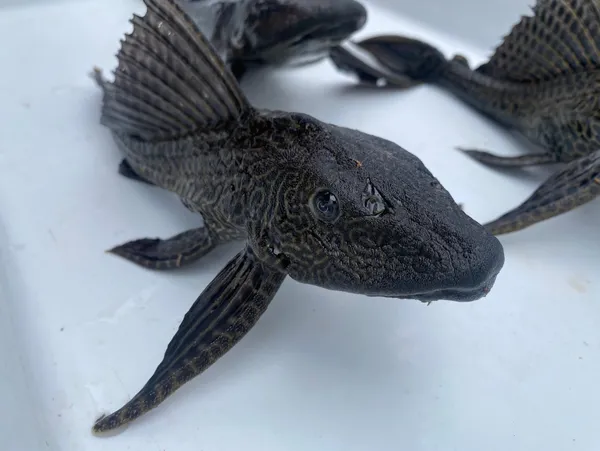 endonezyadan-akvaryum-icerisinde-eskisehire-getirilen-iki-istilaci-balik-turu-karada-yuruyebiliyor-dogal-turlere-zarar-veriyor-1608546496548.jpg Endonezya'dan akvaryum içerisinde Eskişehir'e getirilen iki istilacı balık türü karada yürüyebiliyor doğal türlere zarar veriyor-2