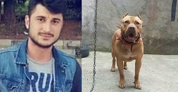 Denizde pitbull saldırısı sonrası ölüm iddiasına takipsizlik kararı