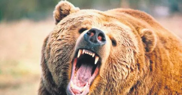 Sivas Divriği’de ayı kâbusu! Yaşlı adamı öldürdüler... | Yurttan haberler