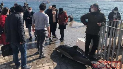 SON DAKİKA: Görenler gözyaşlarını tutamadı! İstanbul Boğazı’ndaki ölü yunus kıyıya çekildi