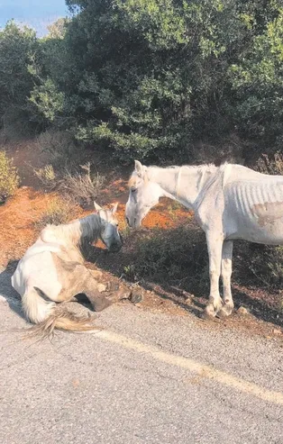 Faytonunuz b'at'sın!