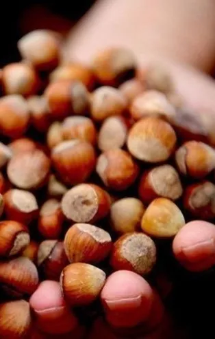 25 Şubat 2021: Fındık fiyatları ne kadar oldu? 25 Şubat il il fındık fiyatları listesi! Ordu, Giresun, Trabzon...