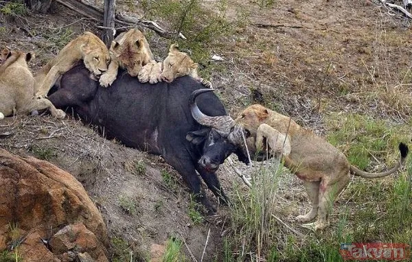 Ava giderken avlandı! Bir anda bufaloların arasında kalan aslanın zor anları (Aslan - Bufalo kavgası) - 2
