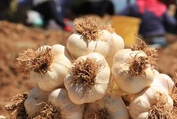 Astıma çare sarımsak