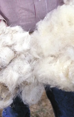 Rüyada yün görmek ne anlama gelir?