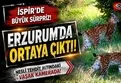 Erzurum İspir'de vaşak görüntülendi
