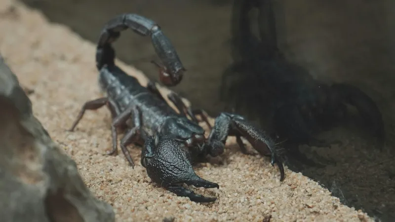 akrepler-sanildigindan-daha-tehlikeli-kiskaclarinda-agir-metal-var-1777551761225.jpg Akrepler sanıldığından daha tehlikeli: Kıskaçlarında ağır metal var-4