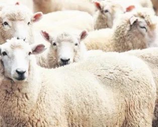 5 milyon kurbanlık hazır