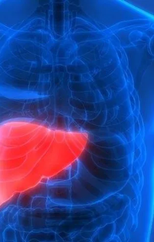 Karaciğerin rengi kırmızı