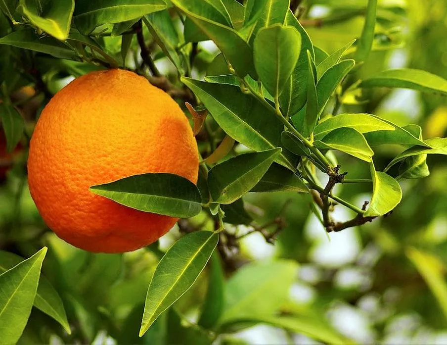 Kabızlığa iki doğal kür