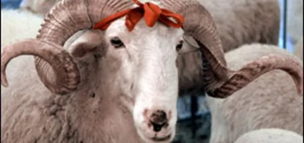 Kurban bedelleri belli oldu