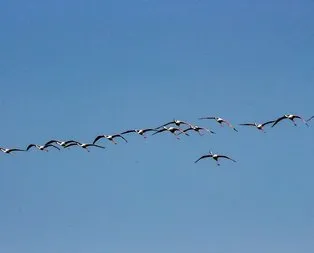 Flamingoların Tuz Gölü yolculuğu