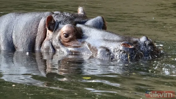 Dünyanın en tehlikeli 10 hayvanı açıklandı! Zirvedeki canlının tek ısırığı yetiyor - 4