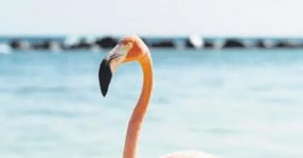 satilik flamingo takvim